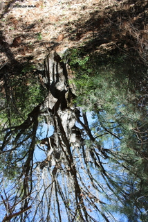 Quercia monte Arso